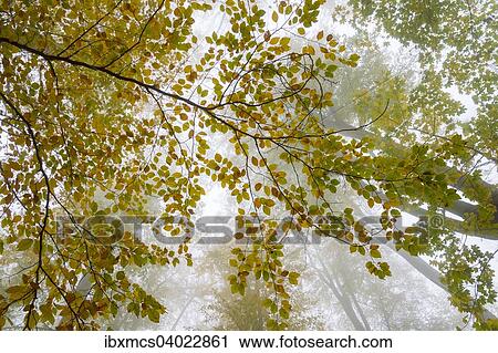 "Autumn colours, trees in the fog, Harz National Park, Thale, Saxony-Anhalt, Germany, Europe" View Large Photo Image Stock Image - "Autumn colours, trees in the fog, Harz National Park, Thale, Saxony-Anhalt, Germany, Europe". Fotosearch