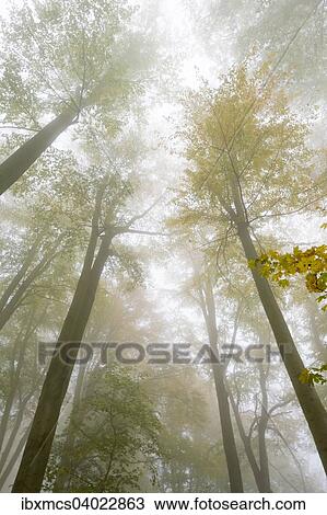 "Autumn colours, trees in the fog, Harz National Park, Thale, Saxony-Anhalt, Germany, Europe" View Large Photo Image Stock Image - "Autumn colours, trees in the fog, Harz National Park, Thale, Saxony-Anhalt, Germany, Europe". Fotosearch