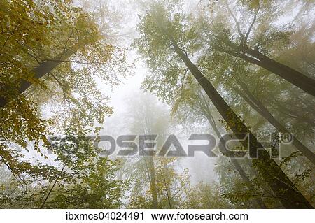 "Autumn colours, trees in the fog, Harz National Park, Thale, Saxony-Anhalt, Germany, Europe" View Large Photo Image Stock Image - "Autumn colours, trees in the fog, Harz National Park, Thale, Saxony-Anhalt, Germany, Europe". Fotosearch