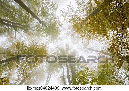 "Autumn colours, trees in the fog, Harz National Park, Thale, Saxony-Anhalt, Germany, Europe" View Large Photo Image Stock Image - "Autumn colours, trees in the fog, Harz National Park, Thale, Saxony-Anhalt, Germany, Europe". Fotosearch