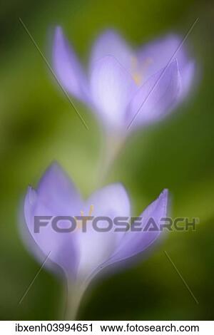 Autumn Crocus (Crocus speciosus) View Large Photo Image Stock Image - Autumn Crocus (Crocus speciosus). Fotosearch