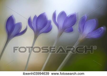 Autumn Crocus (Crocus speciosus) View Large Photo Image Stock Photo - Autumn Crocus (Crocus speciosus). Fotosearch