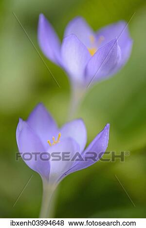 Autumn Crocus (Crocus speciosus) View Large Photo Image Stock Photo - Autumn Crocus (Crocus speciosus). Fotosearch