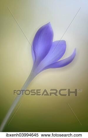 Autumn Crocus (Crocus speciosus) View Large Photo Image Stock Photography - Autumn Crocus (Crocus speciosus). Fotosearch