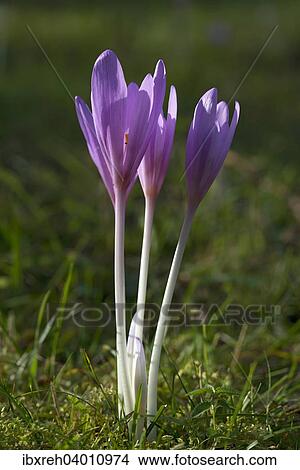 "Autumn Crocus or Meadow Saffron (Colchicum autumnale), Mieminger Plateau, Tyrol, Austria, Europe" View Large Photo Image Picture - "Autumn Crocus or Meadow Saffron (Colchicum autumnale), Mieminger Plateau, Tyrol, Austria, Europe". Fotosearch