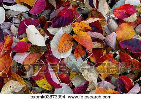Picture - "Autumn foliage, Baden-Wurttemberg, Germany, Europe". Fotosearch