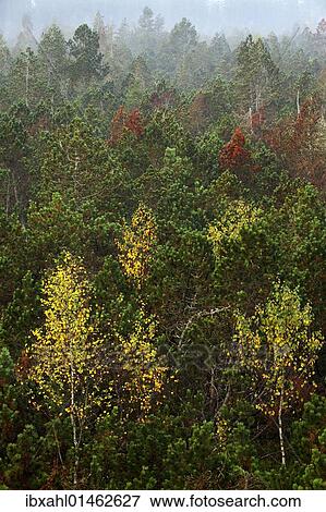 "Autumn foliage in Grossen felt, Bavarian Forest National Park, Bavaria, Germany, Europe" View Large Photo Image Stock Photo - "Autumn foliage in Grossen felt, Bavarian Forest National Park, Bavaria, Germany, Europe". Fotosearch
