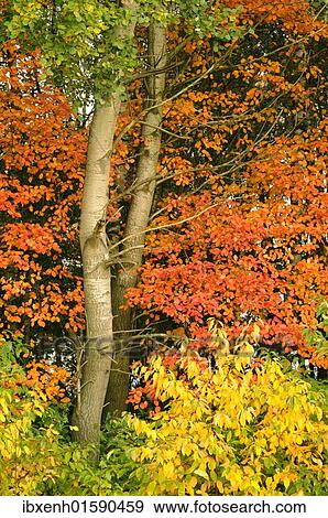 "Autumn foliage of Amelanchier (Amelanchier canadensis), Aspen (Populus tremula) and Black cherry (Prunus serotina)" View Large Photo Image Stock Photo - "Autumn foliage of Amelanchier (Amelanchier canadensis), Aspen (Populus tremula) and Black cherry (Prunus serotina)". Fotosearch