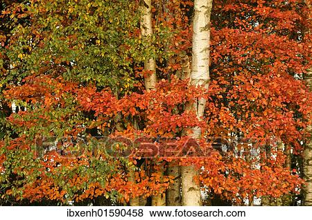 Autumn foliage of Birch (Betula pendula) and Shadblow serviceberry (Amelanchier canadensis) View Large Photo Image Stock Photo - Autumn foliage of Birch (Betula pendula) and Shadblow serviceberry (Amelanchier canadensis). Fotosearch
