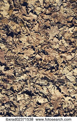 Autumn foliage on the ground View Large Photo Image Stock Photo - Autumn foliage on the ground. Fotosearch