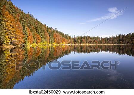 "Autumn forest at Feldsee Lake with reflections, near Mt Feldberg, Black Forest, Baden-Wuerttemberg, Germany, Europe" View Large Photo Image Stock Photo - "Autumn forest at Feldsee Lake with reflections, near Mt Feldberg, Black Forest, Baden-Wuerttemberg, Germany, Europe". Fotosearch