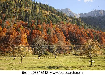 "Autumn forest, Eng, Karwendel Mountains, Tyrol, Austria, Europe" View Large Photo Image Stock Image - "Autumn forest, Eng, Karwendel Mountains, Tyrol, Austria, Europe". Fotosearch