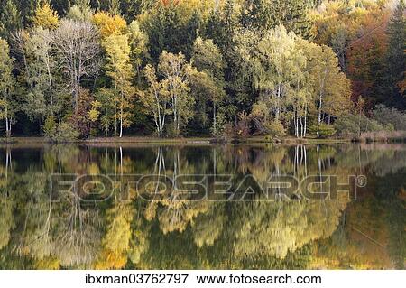 "Autumn forest reflected in Lake Haarsee, Weilheim, Pfaffenwinkel region, Upper Bavaria, Bavaria, Germany, Europe" View Large Photo Image Stock Photo - "Autumn forest reflected in Lake Haarsee, Weilheim, Pfaffenwinkel region, Upper Bavaria, Bavaria, Germany, Europe". Fotosearch