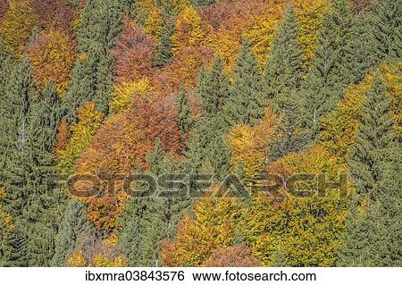 Stock Photograph - "Autumn forest, Schliersee, Upper Bavaria, Bavaria, Germany, Europe". Fotosearch