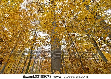 "Autumn forest, Stuttgart, Baden-Wurttemberg, Germany, Europe" View Large Photo Image Stock Image - "Autumn forest, Stuttgart, Baden-Wurttemberg, Germany, Europe". Fotosearch
