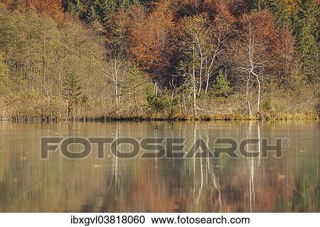 Stock Image - "Autumn forest with its reflection in Almsee lake, Grunau im Almtal, Upper Austria, Austria, Europe". Fotosearch