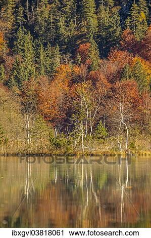 Stock Image - "Autumn forest with its reflection in Almsee lake, Grunau im Almtal, Upper Austria, Austria, Europe". Fotosearch