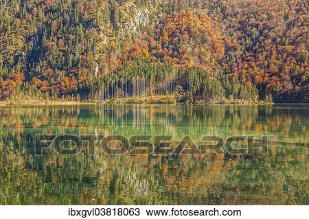 Stock Image - "Autumn forest with its reflection in Almsee lake, Grunau im Almtal, Upper Austria, Austria, Europe". Fotosearch