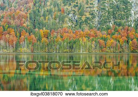 Stock Image - "Autumn forest with its reflection in Almsee lake, Grunau im Almtal, Upper Austria, Austria, Europe". Fotosearch