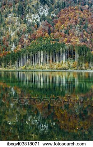 Stock Image - "Autumn forest with its reflection in Almsee lake, Grunau im Almtal, Upper Austria, Austria, Europe". Fotosearch