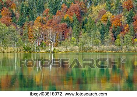 Stock Image - "Autumn forest with its reflection in Almsee lake, Grunau im Almtal, Upper Austria, Austria, Europe". Fotosearch