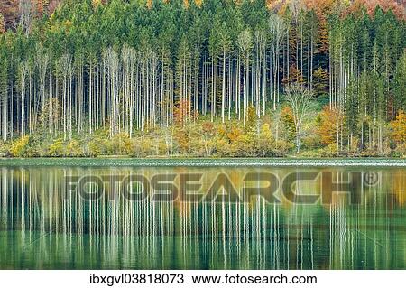 Stock Image - "Autumn forest with its reflection in Almsee lake, Grunau im Almtal, Upper Austria, Austria, Europe". Fotosearch