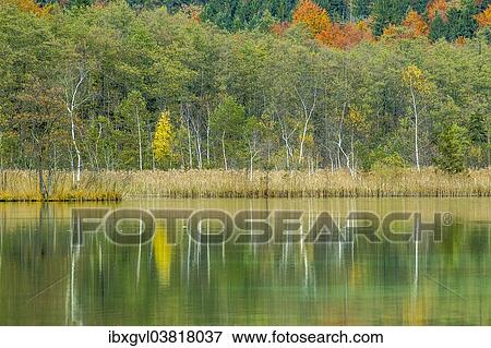 Stock Photo - "Autumn forest with its reflection in Almsee lake, Grunau im Almtal, Upper Austria, Austria, Europe". Fotosearch