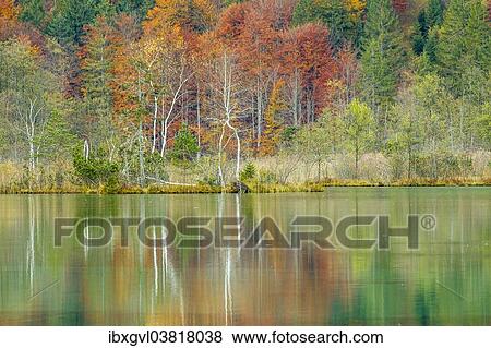 Stock Photo - "Autumn forest with its reflection in Almsee lake, Grunau im Almtal, Upper Austria, Austria, Europe". Fotosearch