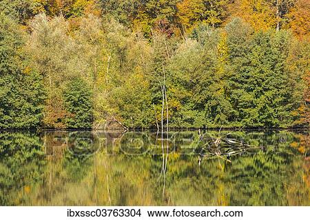 "Autumn forest with reflections in Wernauer Baggersee Lake, Wernau, Baden-Wurttemberg, Germany, Europe" View Large Photo Image Picture - "Autumn forest with reflections in Wernauer Baggersee Lake, Wernau, Baden-Wurttemberg, Germany, Europe". Fotosearch