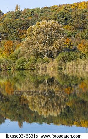"Autumn forest with reflections in Wernauer Baggersee Lake, Wernau, Baden-Wurttemberg, Germany, Europe" View Large Photo Image Stock Photography - "Autumn forest with reflections in Wernauer Baggersee Lake, Wernau, Baden-Wurttemberg, Germany, Europe". Fotosearch