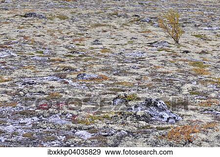 "Autumn in a Fjell landscape with reindeer and a fjell birch, Rondane National Park, Norway, Europe" View Large Photo Image Stock Photo - "Autumn in a Fjell landscape with reindeer and a fjell birch, Rondane National Park, Norway, Europe". Fotosearch
