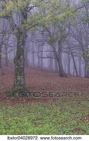 "Autumn in the forest with fog, Monte Cucco Regional Park, Umbria, Italy, Europe" View Large Photo Image Stock Image - "Autumn in the forest with fog, Monte Cucco Regional Park, Umbria, Italy, Europe". Fotosearch