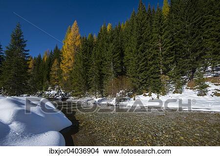 "Autumn in the Park Riedingtal nature park, autumn colours, larches, first snow, Riedingbach, Zederhaus, Lungau, Salzburg, Austria, Europe" View Large Photo Image Picture - "Autumn in the Park Riedingtal nature park, autumn colours, larches, first snow, Riedingbach, Zederhaus, Lungau, Salzburg, Austria, Europe". Fotosearch
