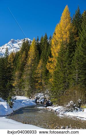 "Autumn in the Park Riedingtal nature park, autumn colours, larches, first snow, Riedingbach, Zederhaus, Lungau, Salzburg, Austria, Europe" View Large Photo Image Stock Image - "Autumn in the Park Riedingtal nature park, autumn colours, larches, first snow, Riedingbach, Zederhaus, Lungau, Salzburg, Austria, Europe". Fotosearch