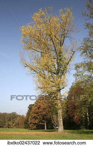 "Autumn in the recreation area at Decksteiner Weiher lake, Cologne, North Rhine-Westphalia, Germany, Europe" View Large Photo Image Stock Image - "Autumn in the recreation area at Decksteiner Weiher lake, Cologne, North Rhine-Westphalia, Germany, Europe". Fotosearch