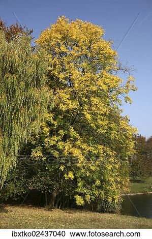 "Autumn in the recreation area at Decksteiner Weiher lake, Cologne, North Rhine-Westphalia, Germany, Europe" View Large Photo Image Stock Image - "Autumn in the recreation area at Decksteiner Weiher lake, Cologne, North Rhine-Westphalia, Germany, Europe". Fotosearch