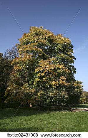 Stock Photo - "Autumn in the recreation area at Decksteiner Weiher lake, Cologne, North Rhine-Westphalia, Germany, Europe". Fotosearch