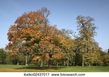 "Autumn in the recreation area at Decksteiner Weiher lake, Cologne, North Rhine-Westphalia, Germany, Europe" View Large Photo Image Stock Photo - "Autumn in the recreation area at Decksteiner Weiher lake, Cologne, North Rhine-Westphalia, Germany, Europe". Fotosearch