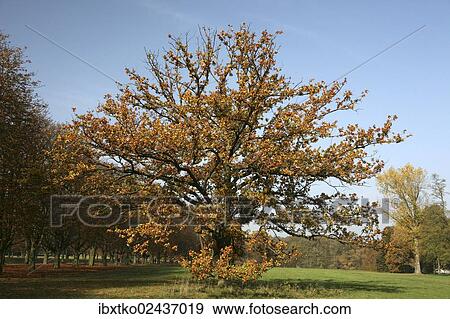 "Autumn in the recreation area at Decksteiner Weiher lake, Cologne, North Rhine-Westphalia, Germany, Europe" View Large Photo Image Stock Photo - "Autumn in the recreation area at Decksteiner Weiher lake, Cologne, North Rhine-Westphalia, Germany, Europe". Fotosearch