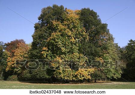 Stock Photo - "Autumn in the recreation area at Decksteiner Weiher lake, Cologne, North Rhine-Westphalia, Germany, Europe". Fotosearch