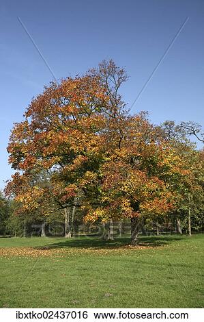 "Autumn in the recreation area at Decksteiner Weiher lake, Cologne, North Rhine-Westphalia, Germany, Europe" View Large Photo Image Stock Photograph - "Autumn in the recreation area at Decksteiner Weiher lake, Cologne, North Rhine-Westphalia, Germany, Europe". Fotosearch