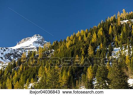 "Autumn in the Riedingtal Nature Park, Schliereralm, autumn colours, larches, first snow, Zederhaus, Lungau, Salzburg, Austria, Europe" View Large Photo Image Stock Image - "Autumn in the Riedingtal Nature Park, Schliereralm, autumn colours, larches, first snow, Zederhaus, Lungau, Salzburg, Austria, Europe". Fotosearch