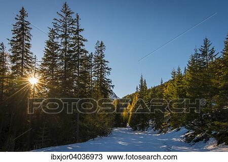 "Autumn in the Riedingtal Nature Park, Schliereralm, autumn coloration of larch, sun shining through trees, first snow, Zederhaus, Lungau, Salzburg, Austria, Europe" View Large Photo Image Stock Image - "Autumn in the Riedingtal Nature Park, Schliereralm, autumn coloration of larch, sun shining through trees, first snow, Zederhaus, Lungau, Salzburg, Austria, Europe". Fotosearch