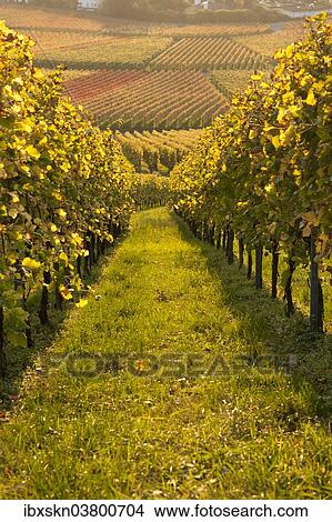 "Autumn in the vineyard, Grossheppach, Baden-Wurttemberg, Germany, Europe" View Large Photo Image Picture - "Autumn in the vineyard, Grossheppach, Baden-Wurttemberg, Germany, Europe". Fotosearch
