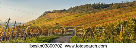 Stock Image - "Autumn in the vineyard, Grossheppach, Baden-Wurttemberg, Germany, Europe". Fotosearch