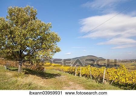 "Autumn in the vineyards of the German Wine Route, Southern Palatinate, Palatinate, Rhineland-Palatinate, Germany, Europe" View Large Photo Image Stock Image - "Autumn in the vineyards of the German Wine Route, Southern Palatinate, Palatinate, Rhineland-Palatinate, Germany, Europe". Fotosearch