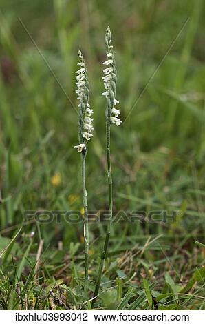 "Autumn lady's-tresses (Spiranthes spirales), Baden-Wurttemberg, Germany, Europe" View Large Photo Image Stock Image - "Autumn lady's-tresses (Spiranthes spirales), Baden-Wurttemberg, Germany, Europe". Fotosearch