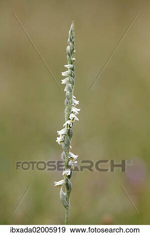 "Autumn Lady's-tresses (Spiranthes spiralis), individual stem, Hesse, Germany, Europe" View Large Photo Image Stock Photo - "Autumn Lady's-tresses (Spiranthes spiralis), individual stem, Hesse, Germany, Europe". Fotosearch