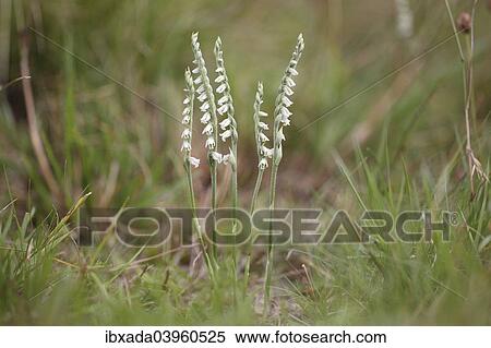 "Autumn Lady's Tresses (Spiranthes spiralis), flowering orchid, Hesse, Germany, Europe" View Large Photo Image Stock Photography - "Autumn Lady's Tresses (Spiranthes spiralis), flowering orchid, Hesse, Germany, Europe". Fotosearch