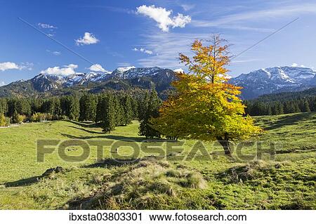"Autumn landscape near Buchenalp, Ostallgau, Bavaria, Germany, Europe" View Large Photo Image Stock Image - "Autumn landscape near Buchenalp, Ostallgau, Bavaria, Germany, Europe". Fotosearch